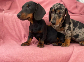 Miniature dachshund puppies