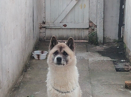 dog