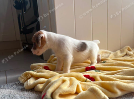 Jack Russel puppies looking for a loving home