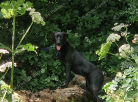 Cane corso x saaloos