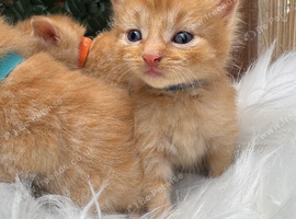BEAUTIFUL KITTENS TO RESERVE