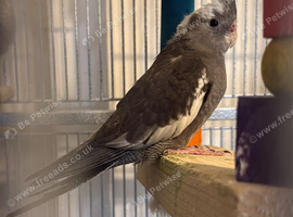 2 Cockatiels