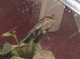 Madagascan Ground Gecko / Pictus Gecko