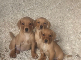 Red/yellow labrador puppiew
