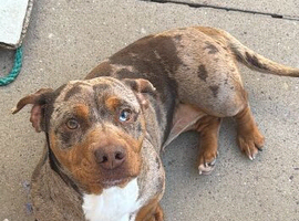 Rehome