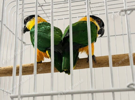 Pair of dna BH caiques