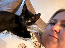 Kittens ready for forever home