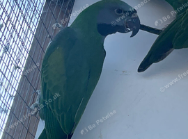 Derbyan parakeet