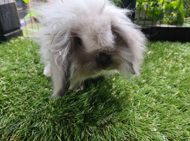 Frosty and seal point mini lion lop boys
