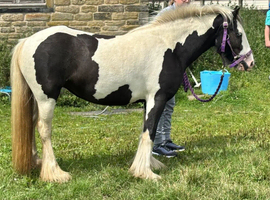 Lovely 5-year-old mare