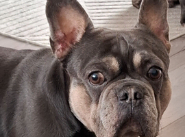 Blue tan French bulldog