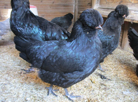 Araucana hatching eggs ( Large, tailed) Blue, blue/green.