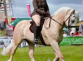 Welsh D cream dun what a boy he is very un usual