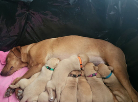 Fox Red labrador puppies