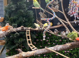 Looking to rehome any unwanted aviary birds
