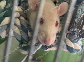 2 female rats