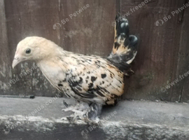 Young hen booted bantam