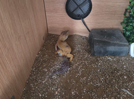 Female Leopard Gecko For Sale