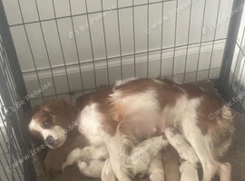 Beautiful litter Cavapoo