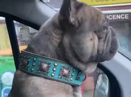 Popeye the French bulldog