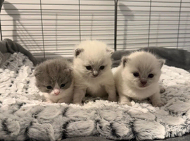 Ragdoll X British Shorthair Kittens