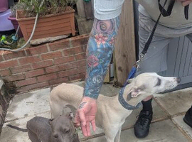 Whippet crossed Italian greyhound