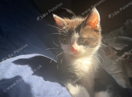 female kitten ready to go