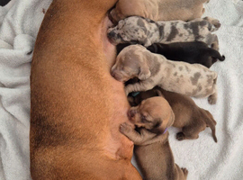 Gorgeous Daxies _ Miniature Dachshunds