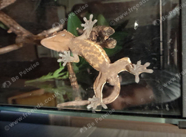 Crested Gecko and full set up.
