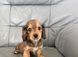 Miniature long haired dachshund