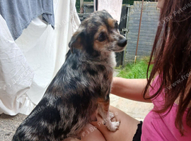 chihuahua x norfolk terrior
