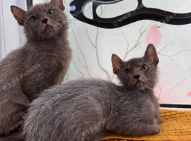 Lykoi girls