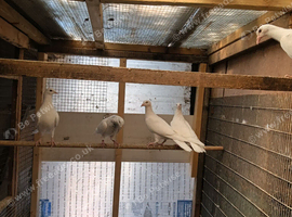 Pigeons for sale