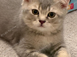 Full Pedigree TICA Kittens