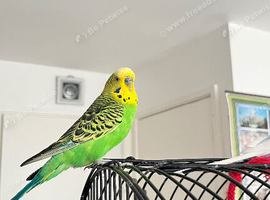 Two male budgies