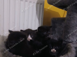 Kittens for sale