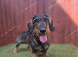 Standard Male Teckel 3 Years Old NOT KC Registered