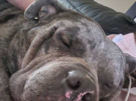 American bulldog x staff