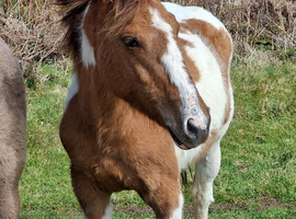Stunning Quarter Horse