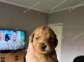 Beautiful Cockapoo puppies