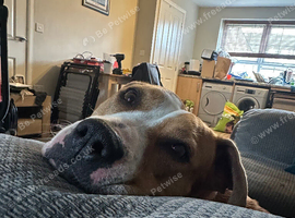 American bulldog/Staffordshire Bull terrier