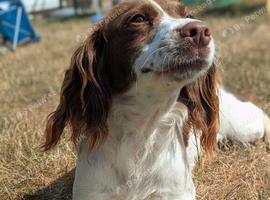 Health Tested Working Line Female Looking For a Home