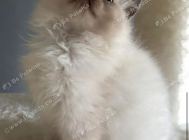 Stunning blue mitted girl available