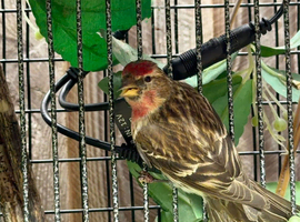 Redpoll Pair for Sale | Healthy 2025 Hatched Adults