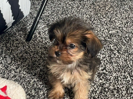 9 week old male shorkie