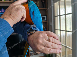 Blue and gold baby macaw hen