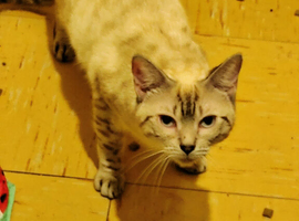 Snow lynx female