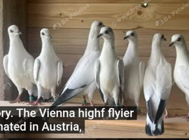 WANTED Vienna Highflyers