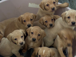 KC Registered Fox red labrador puppies ready 27th May