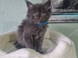 Maine coon kittens available
